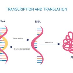 Rna discovering innovations