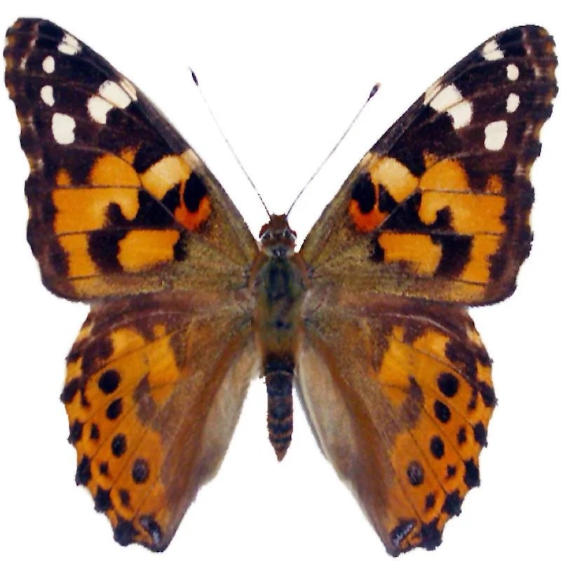 Using crispr to identify the functions of butterfly genes